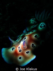 Nudi taken with handheld torch by Joe Klakus 
